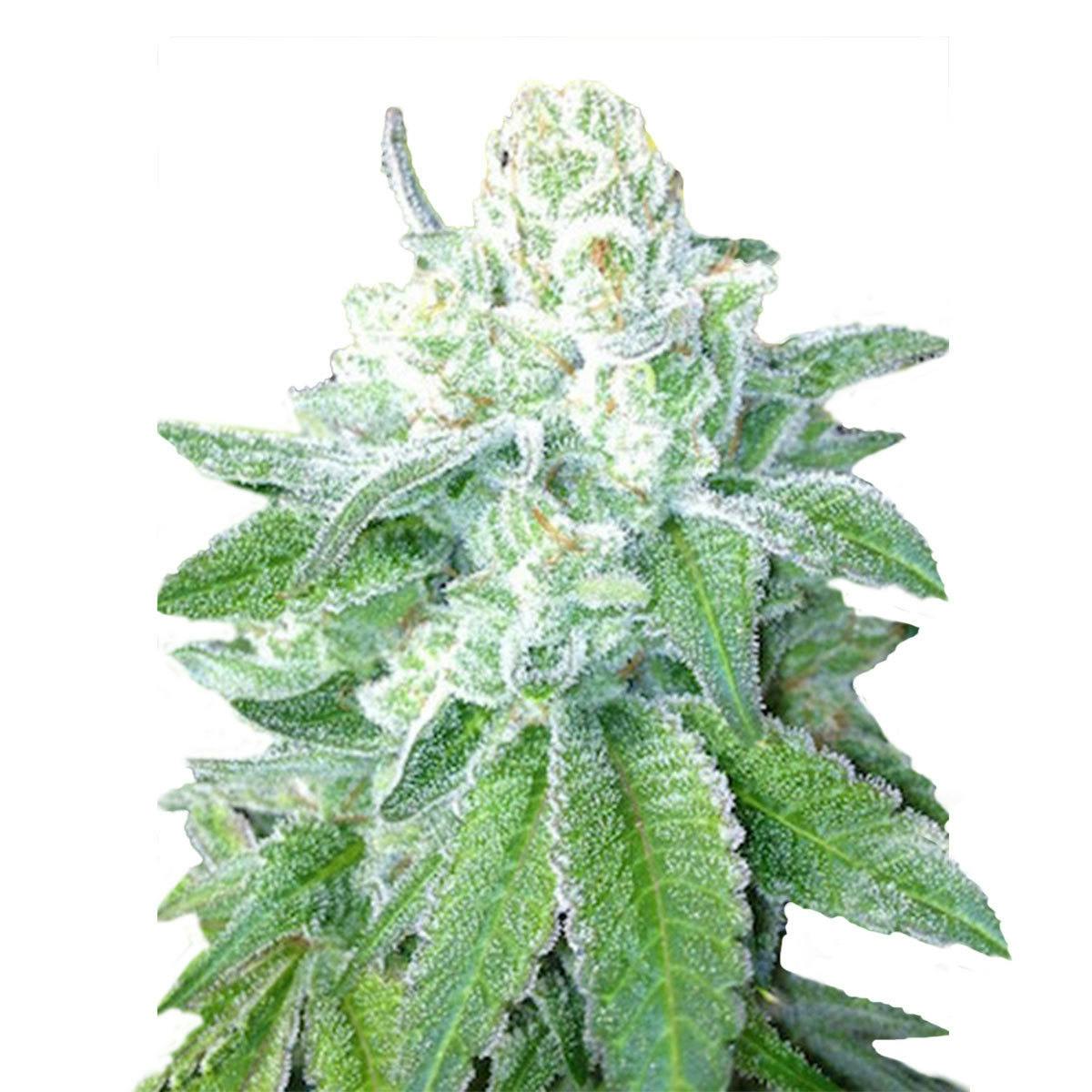 GORILLA COOKIES