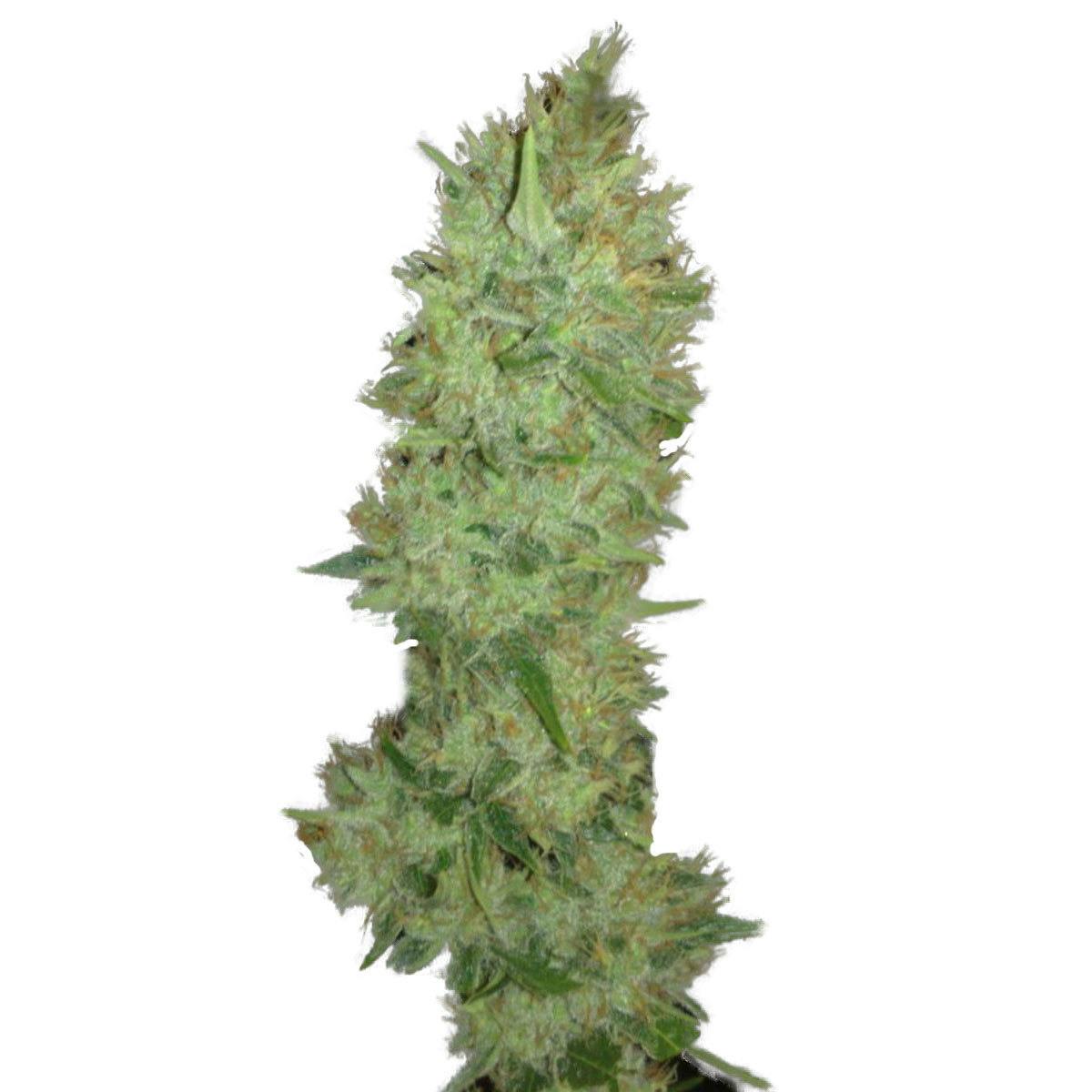 Jah Seeds - Jamaican Haze - 1