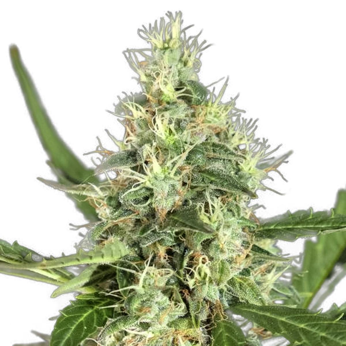 White Yoda Auto