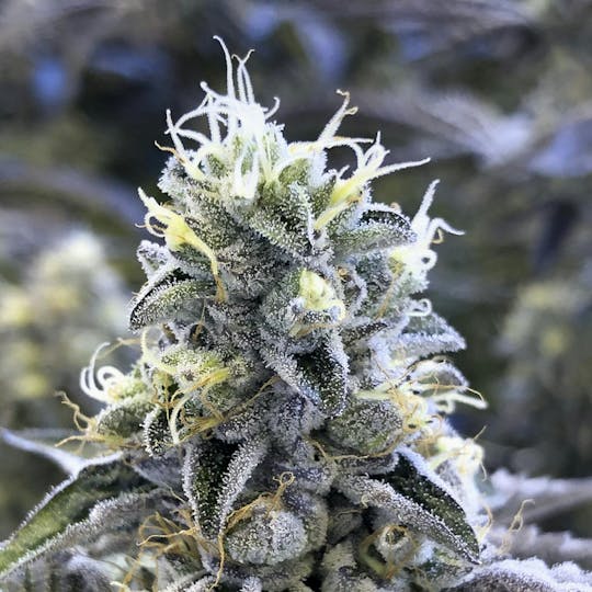Grow Sciences - Wedding Cake - 1