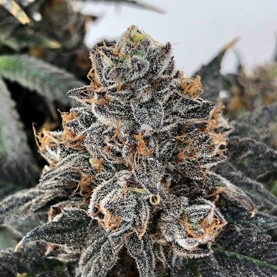 Grow Sciences - Sundae Driver - 1