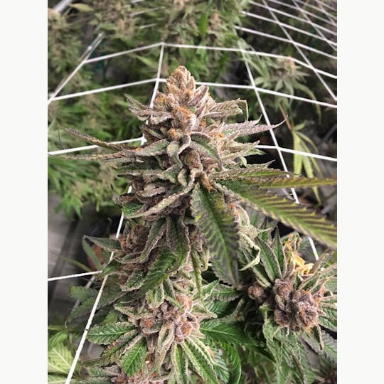 CommCan - Moon Drops - 1