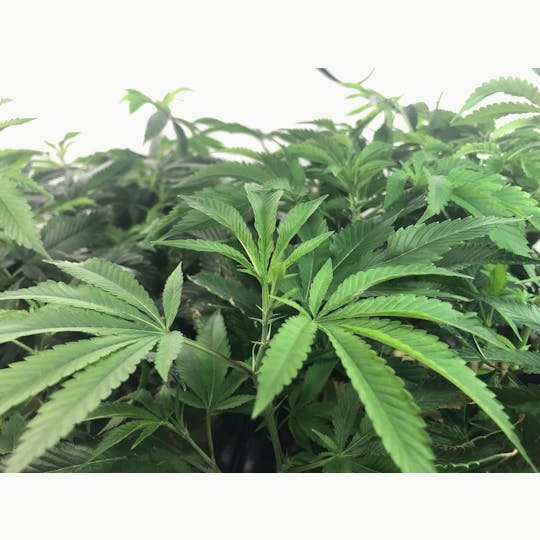 Green Dragon - Bubba Kush Clones - 1