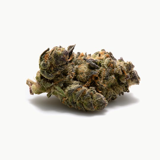 Tryke - Purple Apricot - 1
