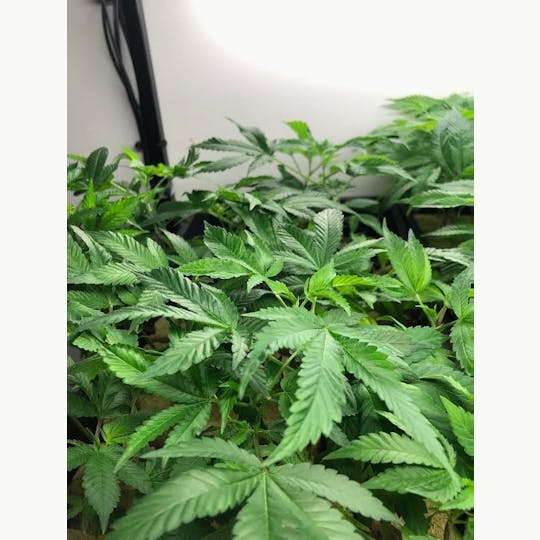 Green Dragon - Banana OG Clones - 1