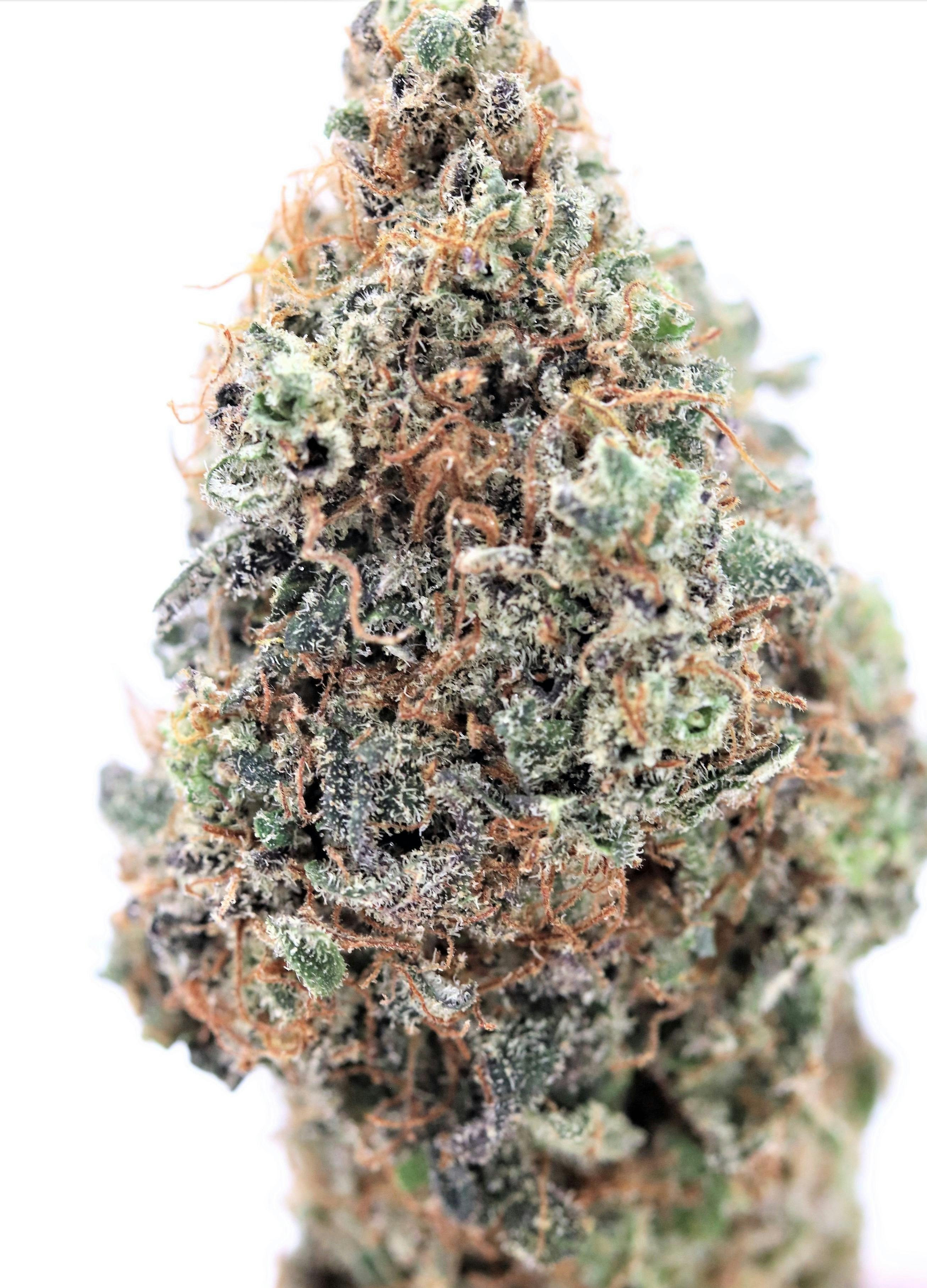 Elevation 207 - Strawberry Bubblegum - 1