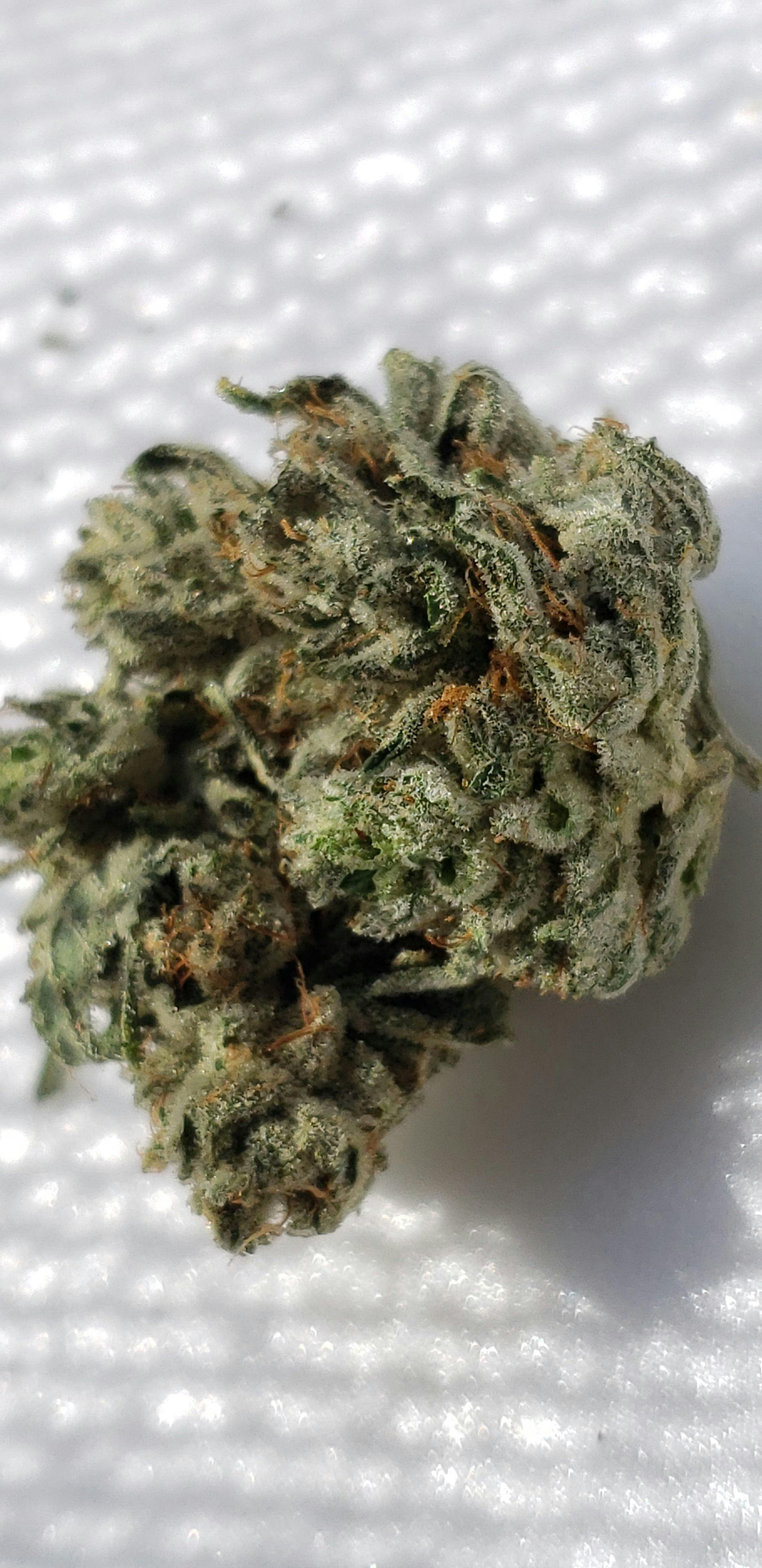 Greenthumb - Godzilla glue - 1