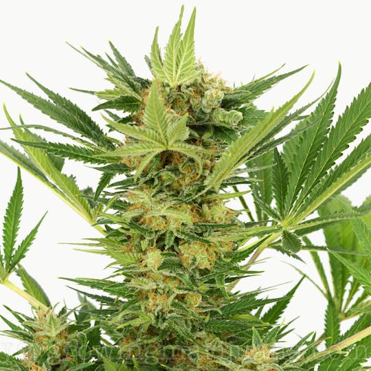 I Love Growing Marijuana - AK-47 Feminized Seeds - 1