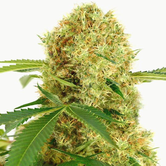 I Love Growing Marijuana - White Widow Feminized Seeds - 1