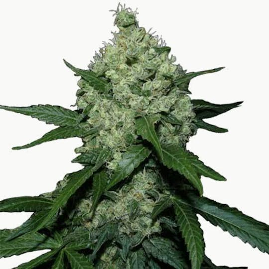 I Love Growing Marijuana - Super Skunk Feminized Seeds - 1