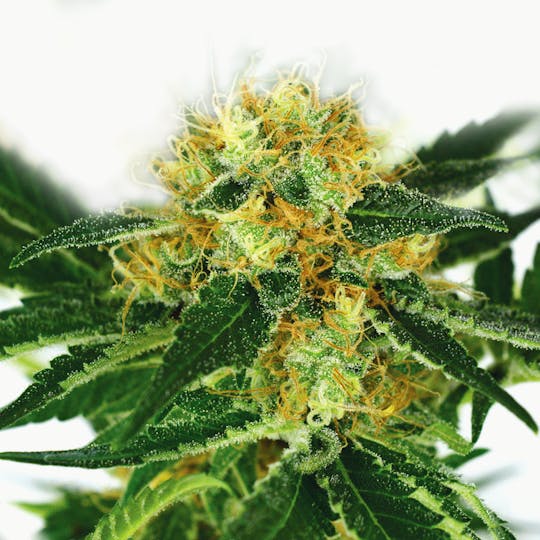 I Love Growing Marijuana - Super Silver Haze Feminized Seeds - 1
