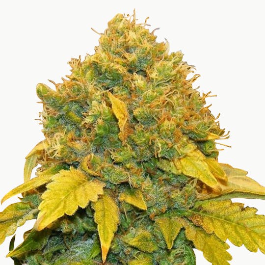 I Love Growing Marijuana - Banana Kush Feminized Seeds - 1