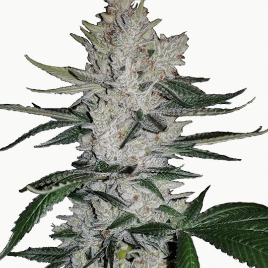 I Love Growing Marijuana - Gorilla Glue by ILGM Feminized Seeds - 1
