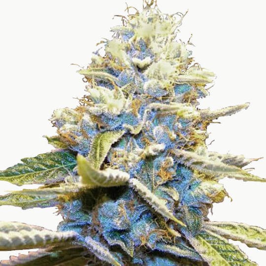I Love Growing Marijuana - Skywalker OG Feminized Seeds - 1