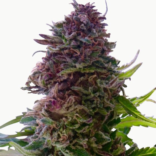 I Love Growing Marijuana - Grand Daddy Purple Feminized Seeds - 1