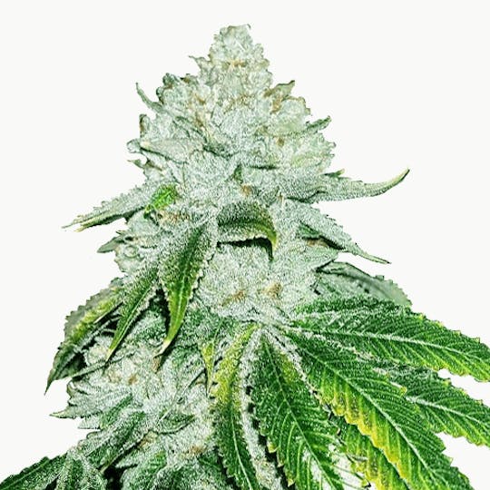I Love Growing Marijuana - Gelato by ILGM Feminized Seeds - 1