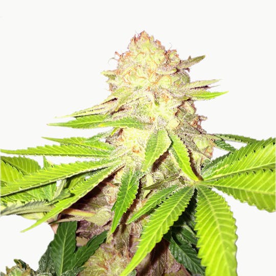 I Love Growing Marijuana - Strawberry Kush Feminized Seeds - 1