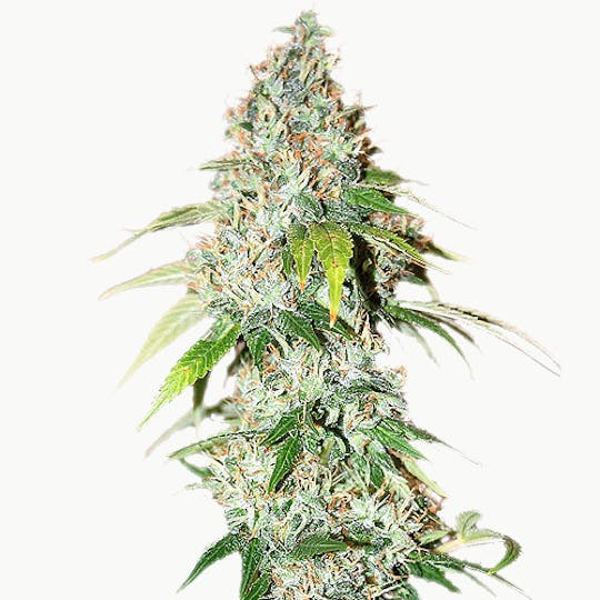 I Love Growing Marijuana - OG Kush Feminized Seeds - 1