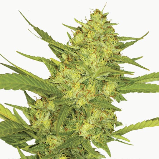 I Love Growing Marijuana - Sour Diesel Feminized Seeds - 1
