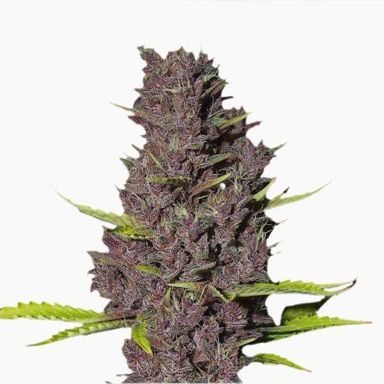 I Love Growing Marijuana - Blue Dream Feminized Seeds - 1