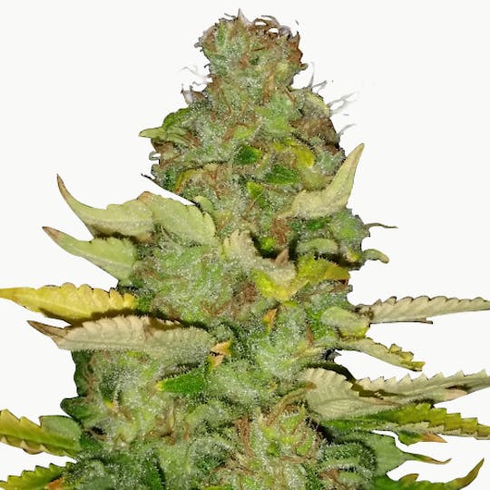I Love Growing Marijuana - Maui Wowie Feminized Seeds - 1