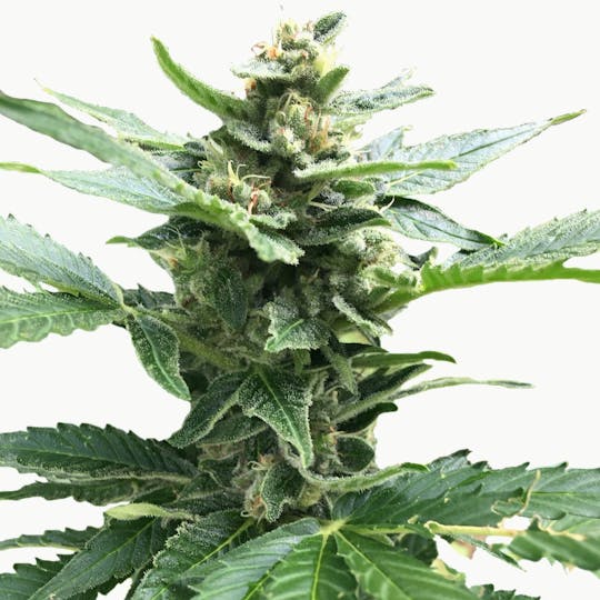I Love Growing Marijuana - Northern Lights Feminized Seeds - 1