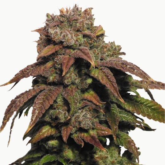 I Love Growing Marijuana - Green Crack Feminized Seeds - 1