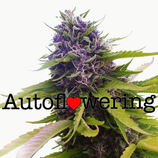I Love Growing Marijuana - Blueberry Autoflower Seeds - 1