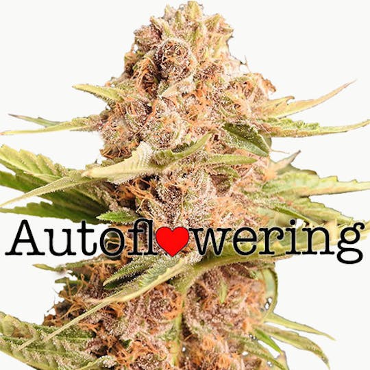 I Love Growing Marijuana - Girl Scout Cookies Extreme Autoflower Seeds - 1