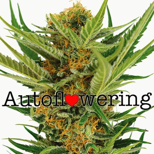 I Love Growing Marijuana - Jack Herer Autoflower Seeds - 1