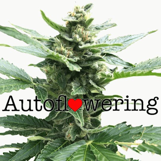 I Love Growing Marijuana - Northern Lights Autoflower Seeds - 1