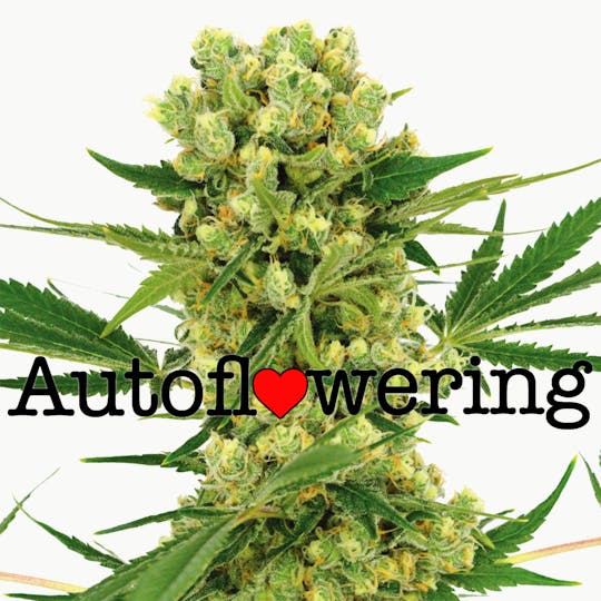 I Love Growing Marijuana - Amnesia Haze Autoflower Seeds - 1