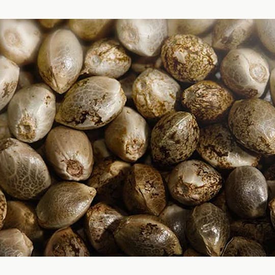 Magic Weed Amsterdam - THC Seeds Collectibles - 1