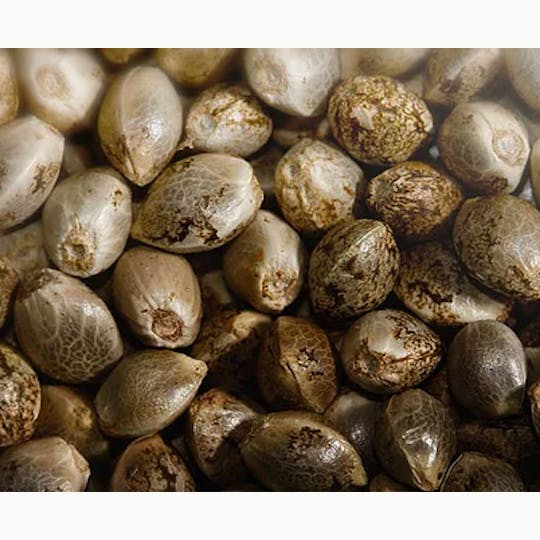 Magic Weed Amsterdam - CBD Seeds EU catalog certified - 1