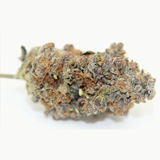 Elevation 207 - Golden Cobra - 1