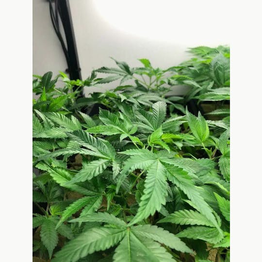 Green Dragon - OG Kush - 1