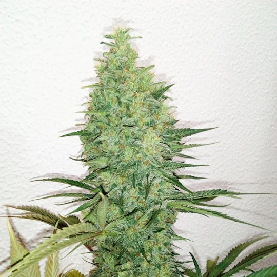 Dark Side Seeds - Yoda´s Way - 1