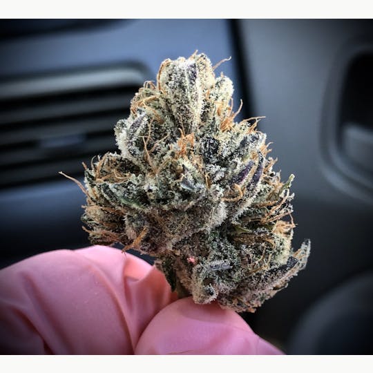 Simply Cannabis 207 - Thunderbird - 1