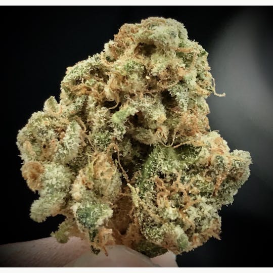 Simply Cannabis 207 - Golden Goat - 1