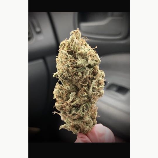 Simply Cannabis 207 - Apocalypto - 1