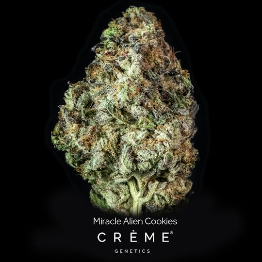 Crème Genetics - Miracle Alien Cookies (3.5g) - 1