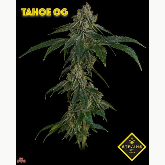 Strains - Tahoe OG - 1