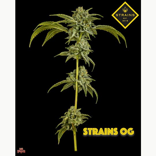 Strains - Strains OG - 1