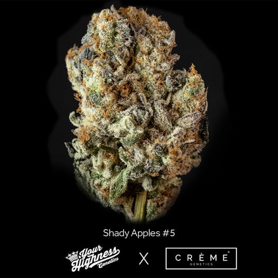 Crème Genetics - Shady Apples #5 (3.5g) - Your Highness Genetics LA - 1