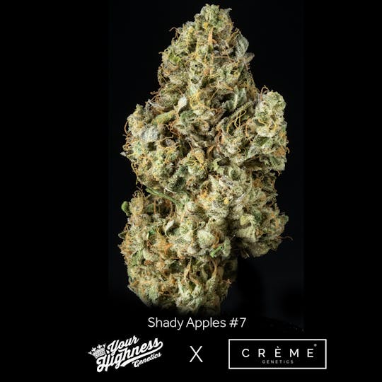 Crème Genetics - Shady Apples #7 (3.5g) - Your Highness Genetics LA - 1