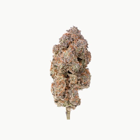 Brigid Farm - Mimosa #67 - 1