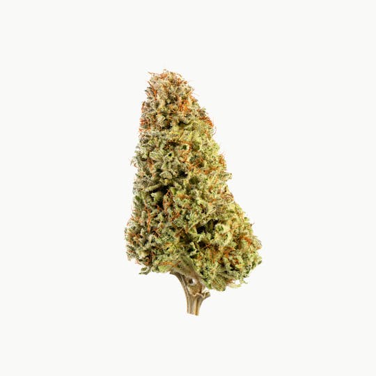 Brigid Farm - Lobster Bubbles #45 - 1