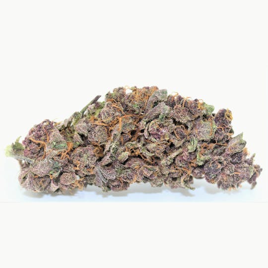 Elevation 207 - Buckeye Purple - 1