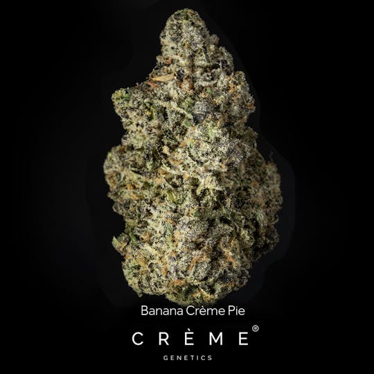 Crème Genetics - Banana Creme Pie (26% THC Indica) - 1