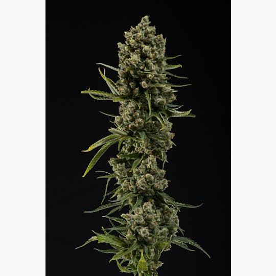 Heartland Farms - XJ-13 - 1